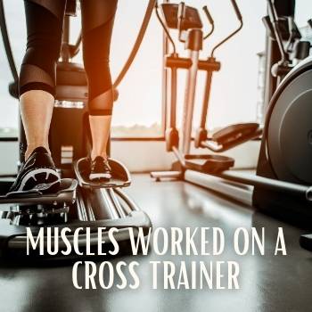 what muscles does a cross trainer work?
